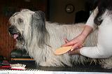 SKYE TERRIER - BROSSAGE 089
